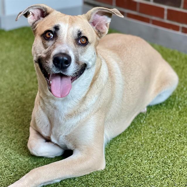 JONI, Adoptable, Adult Female Mixed Breed.