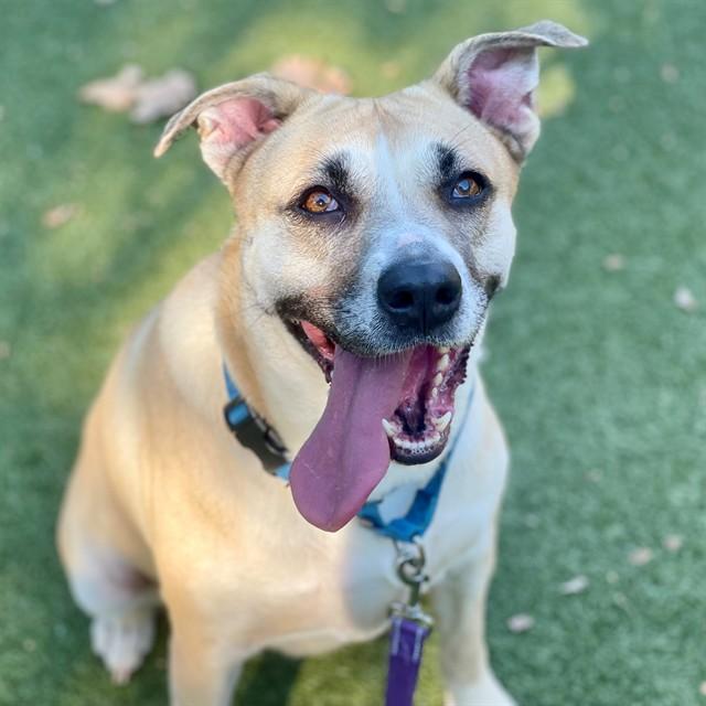Enlarge JONI, a Adoptable Mixed Breed in Edmond, OK image 1/1