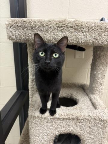 Enlarge Figaro, a Adopted Domestic Short Hair in Valparaiso, IN image 3/3