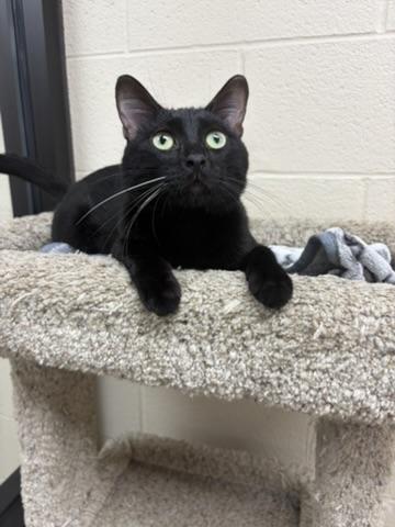 Enlarge Figaro, a Adopted Domestic Short Hair in Valparaiso, IN image 2/3