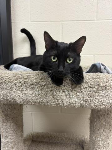 Figaro, Adopted, Young Male Domestic Short Hair.