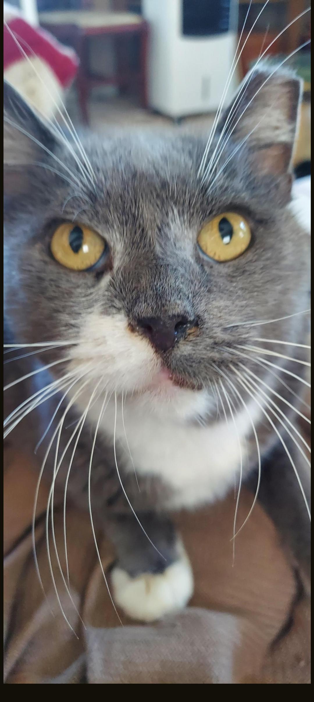 Snuggly Senior Chester, a ADOPTABLE Domestic Short Hair in Jersey City, NJ image 2/4