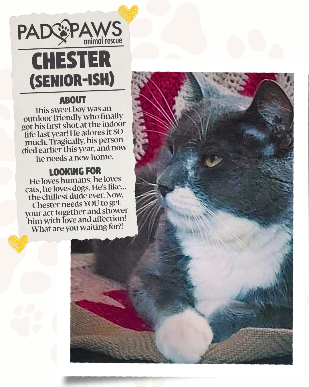 Snuggly Senior Chester, a ADOPTABLE Domestic Short Hair in Jersey City, NJ image 3/4