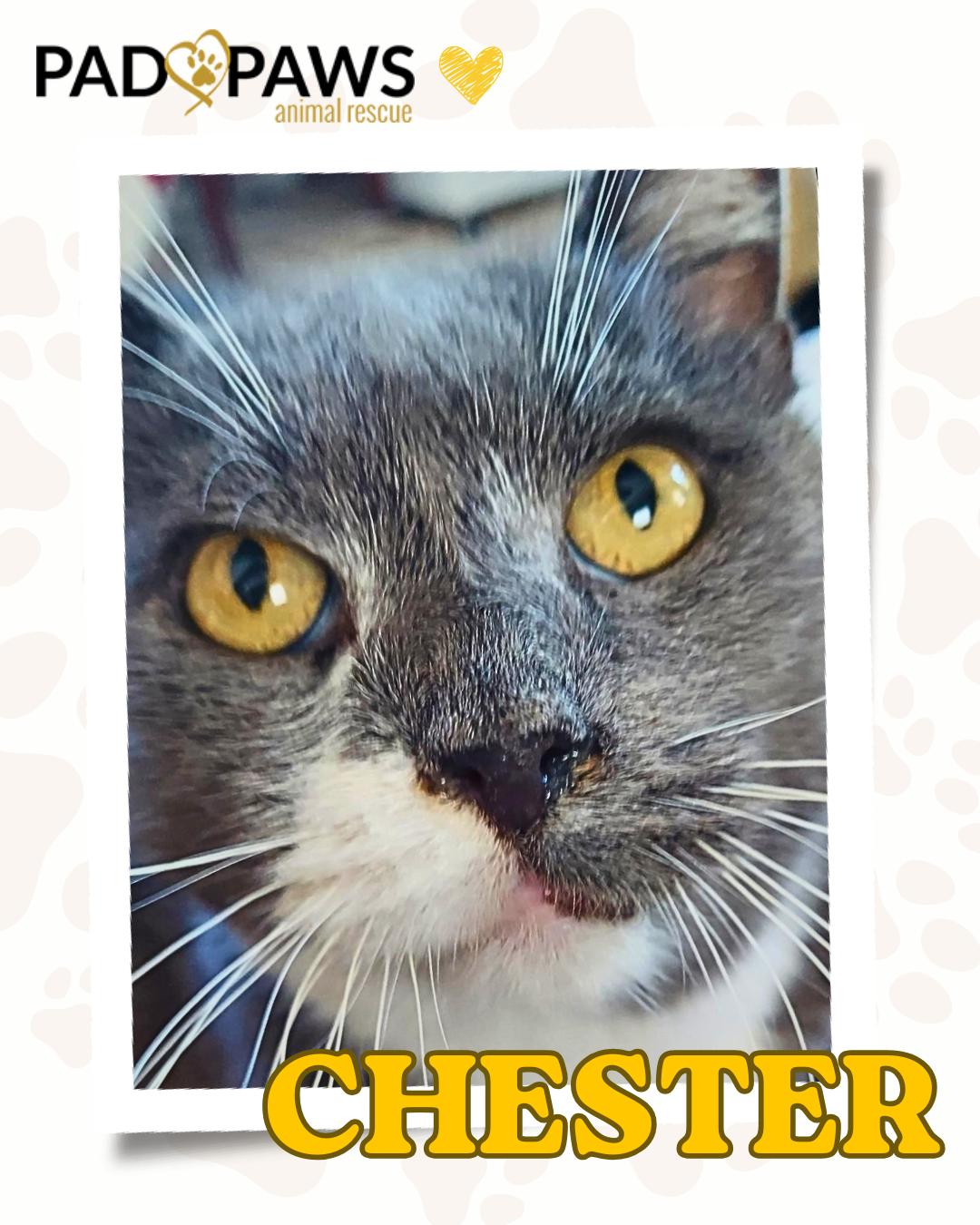Snuggly Senior Chester, ADOPTABLE, Senior Male Domestic Short Hair.