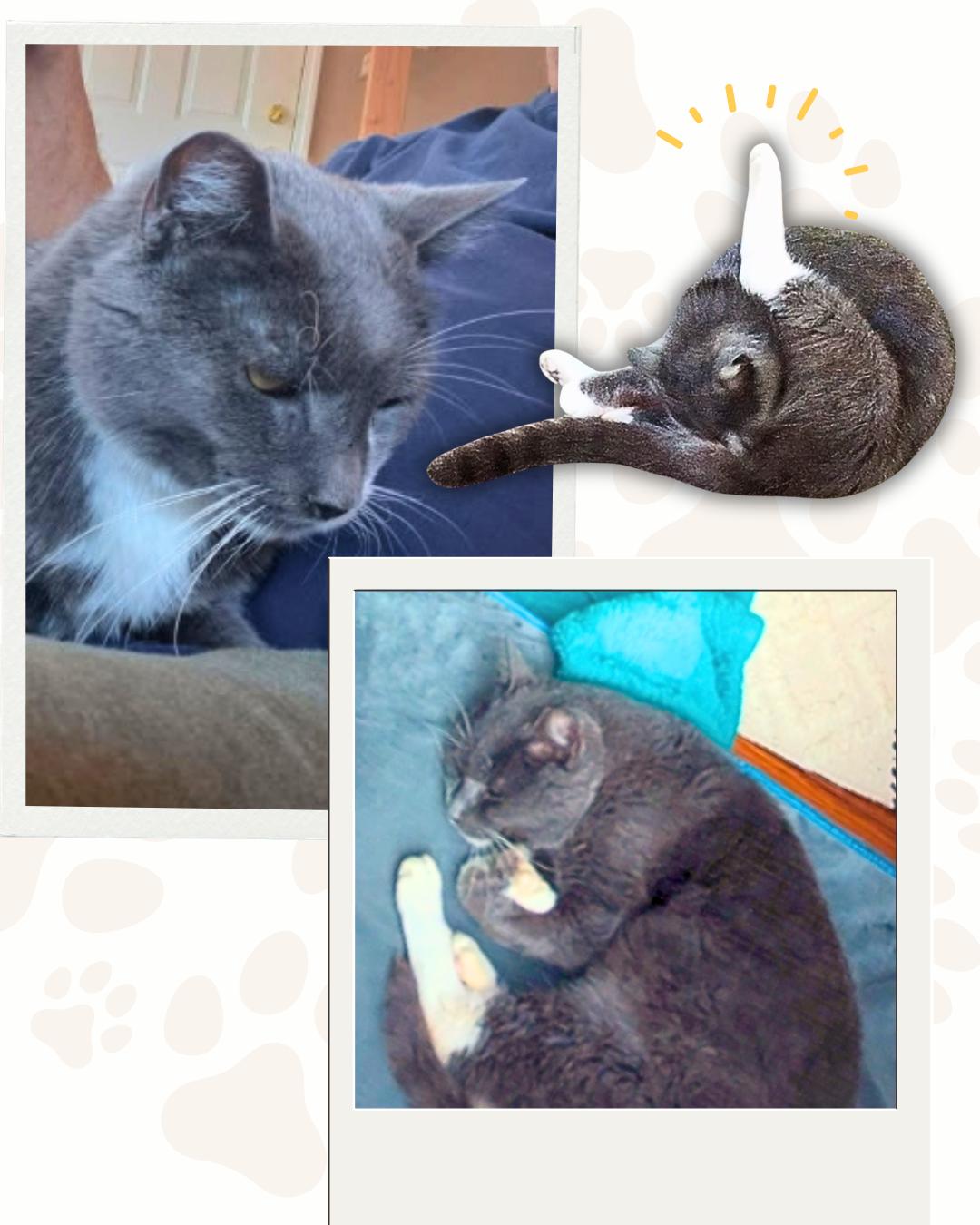 Snuggly Senior Chester, a ADOPTABLE Domestic Short Hair in Jersey City, NJ image 4/4