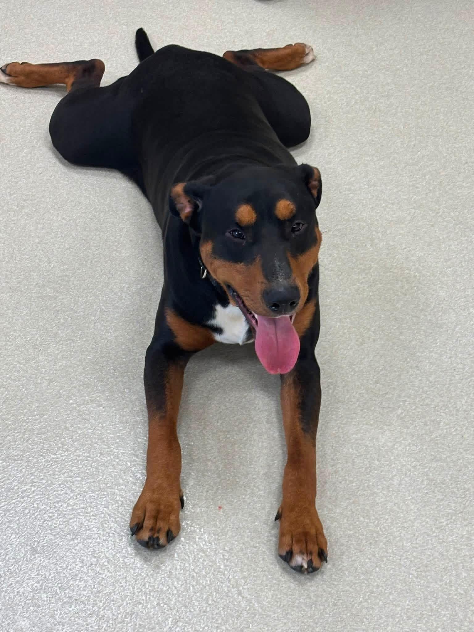Enlarge Ollie, a ADOPTABLE mixed breed in Ashland, OH image 1/1
