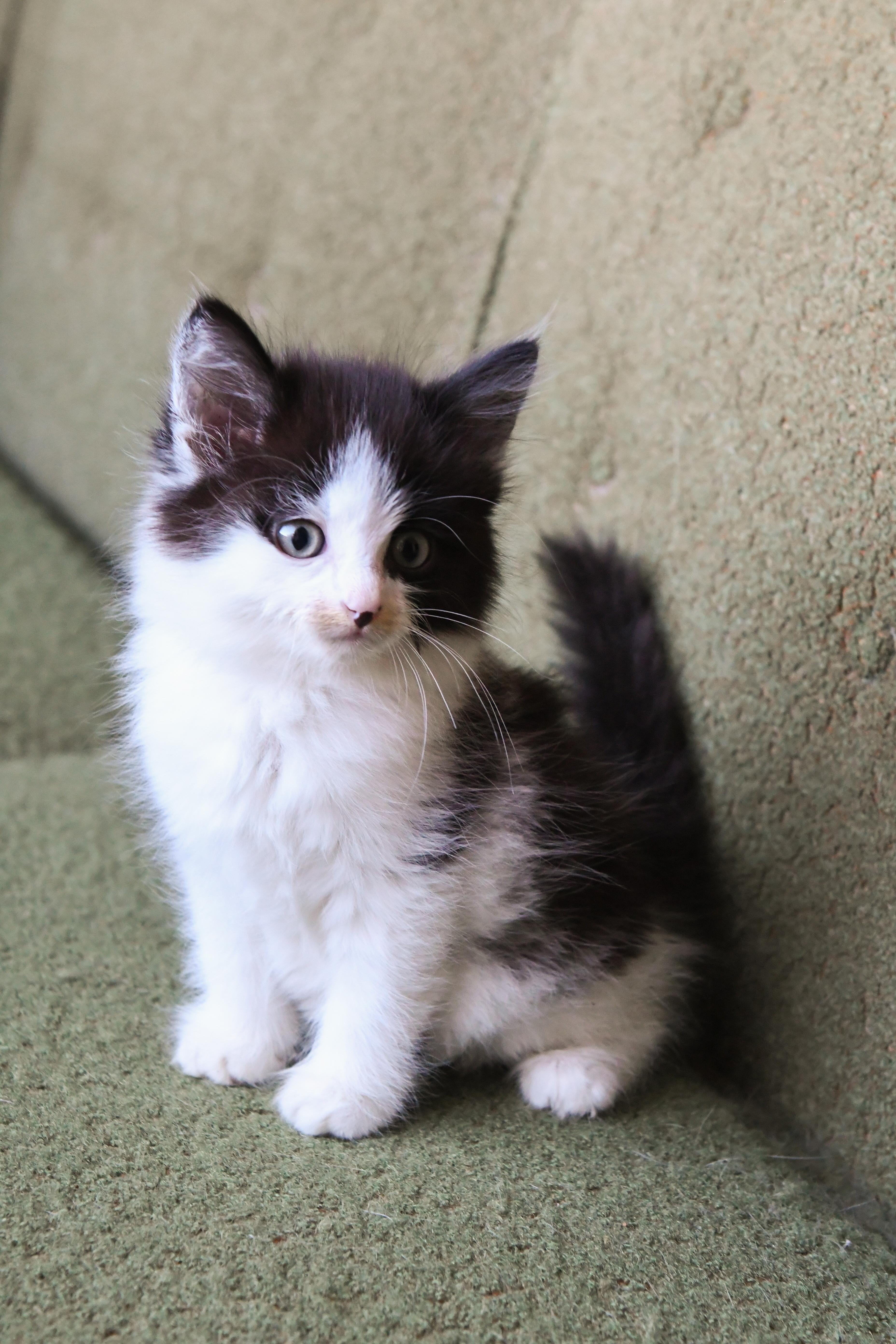 Heckel, adoptable, Kitten Female Domestic Long Hair.