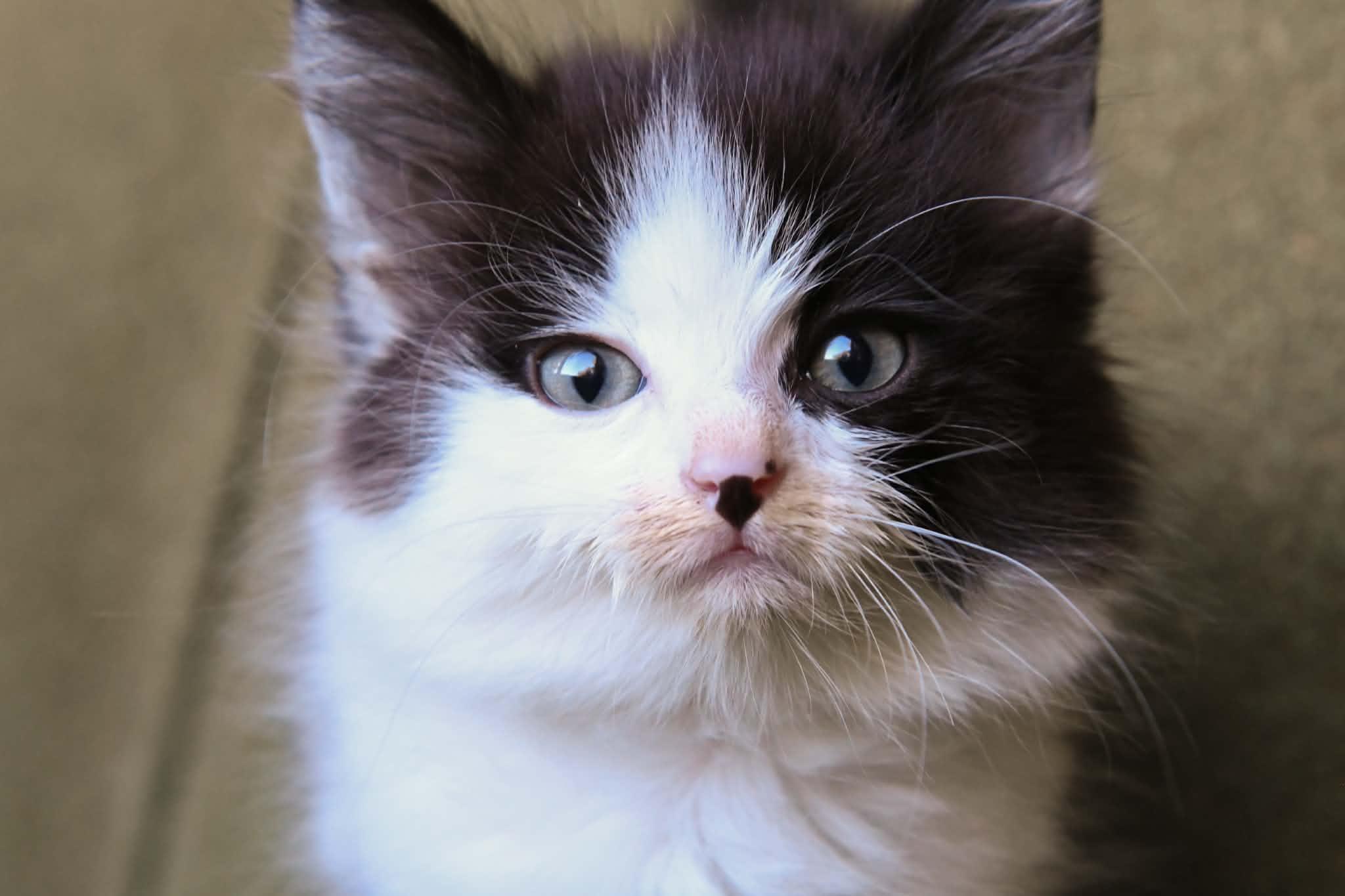 Heckel, an adoptable Domestic Long Hair in Port Washington, WI image 2/2