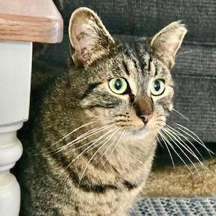 TiggerLani, Young Male unknown