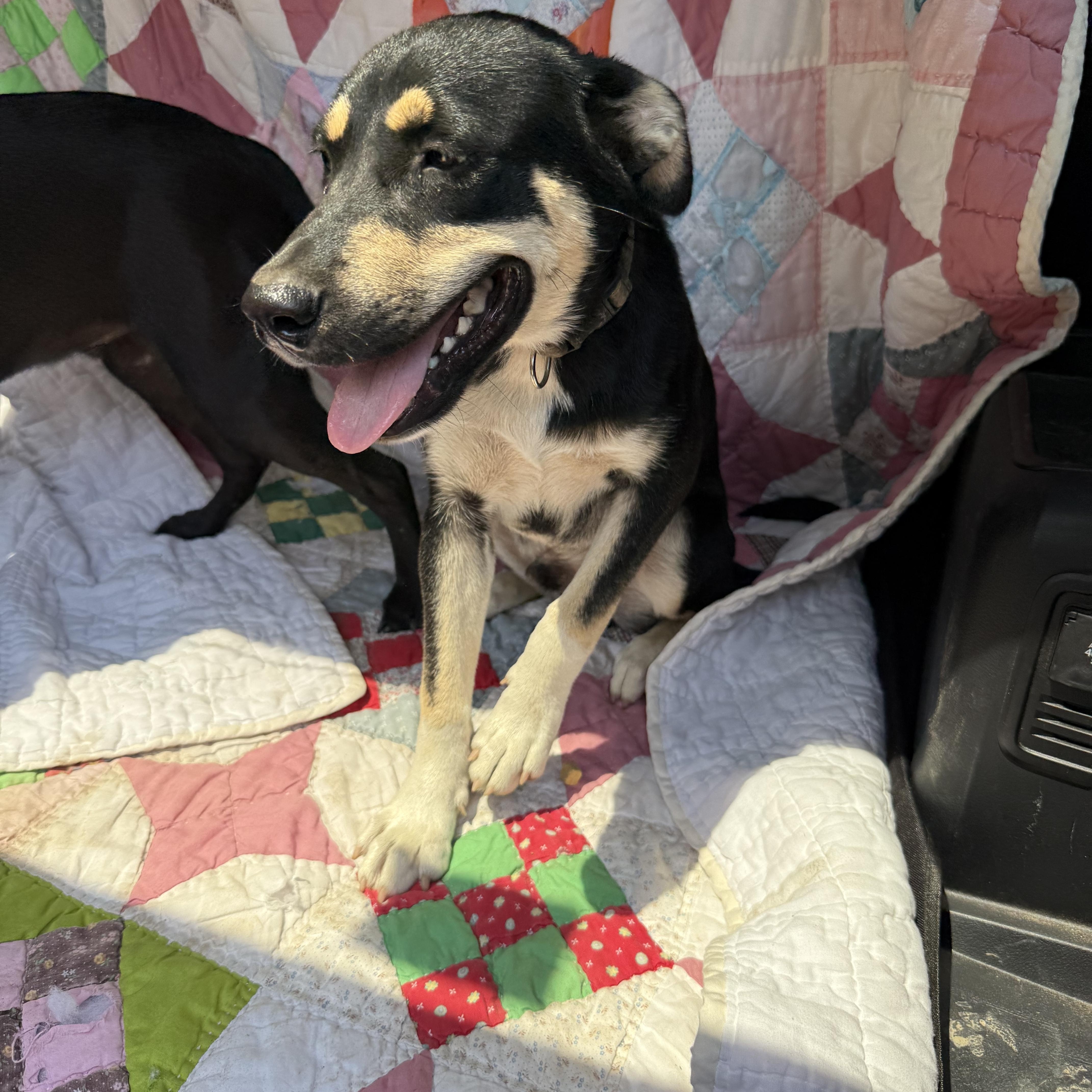 Milo, a Adoptable mixed breed in Boulder, CO image 4/5