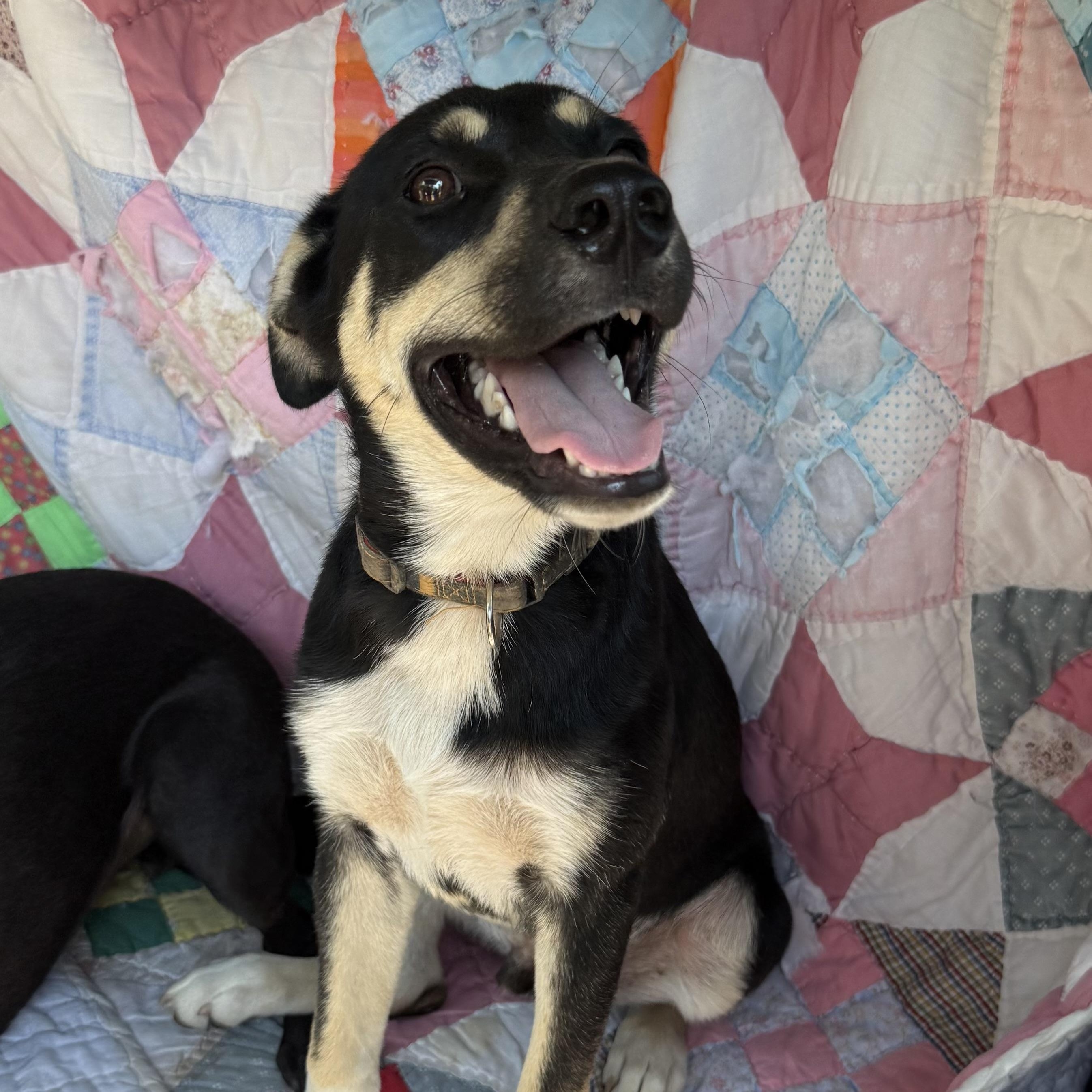 Milo, a Adoptable mixed breed in Boulder, CO image 3/5