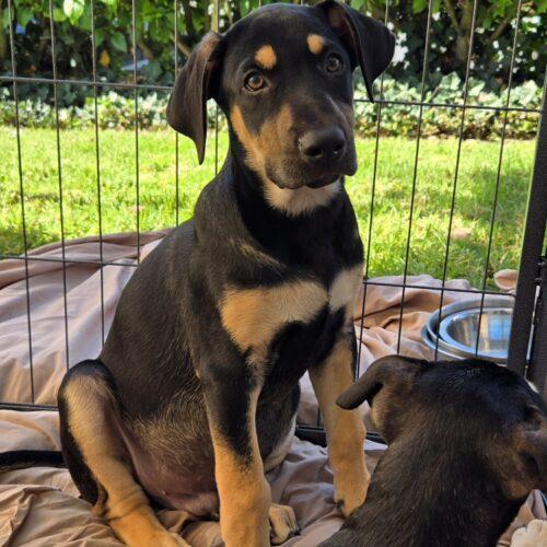 Enlarge KILO, a Adoptable mixed breed in San Juan Capistrano, CA image 1/5