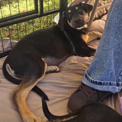 Enlarge KILO, a Adoptable mixed breed in San Juan Capistrano, CA image 2/5