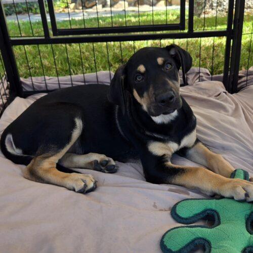 Enlarge KILO, a Adoptable mixed breed in San Juan Capistrano, CA image 3/5