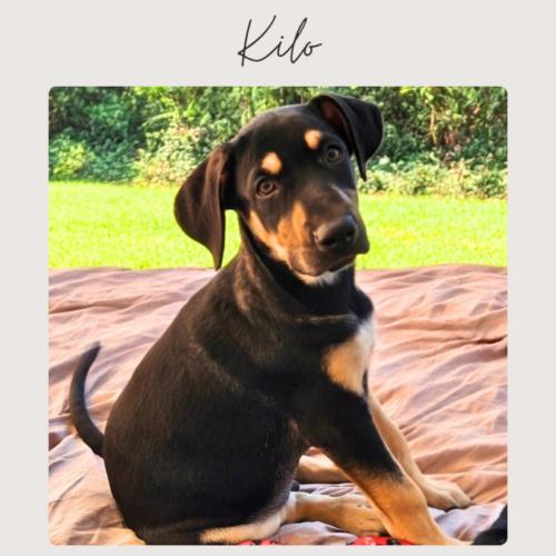 Enlarge KILO, a Adoptable mixed breed in San Juan Capistrano, CA image 5/5