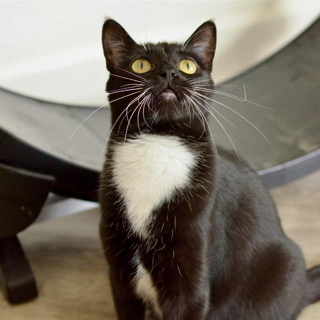 Kimmy, a Adoptable Domestic Short Hair in Springfield, OR image 1/3