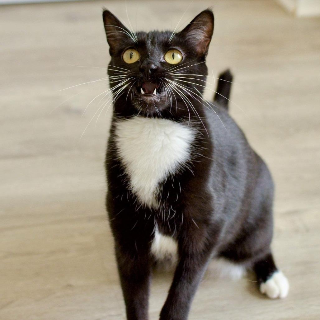 Kimmy, a Adoptable Domestic Short Hair in Springfield, OR image 3/3