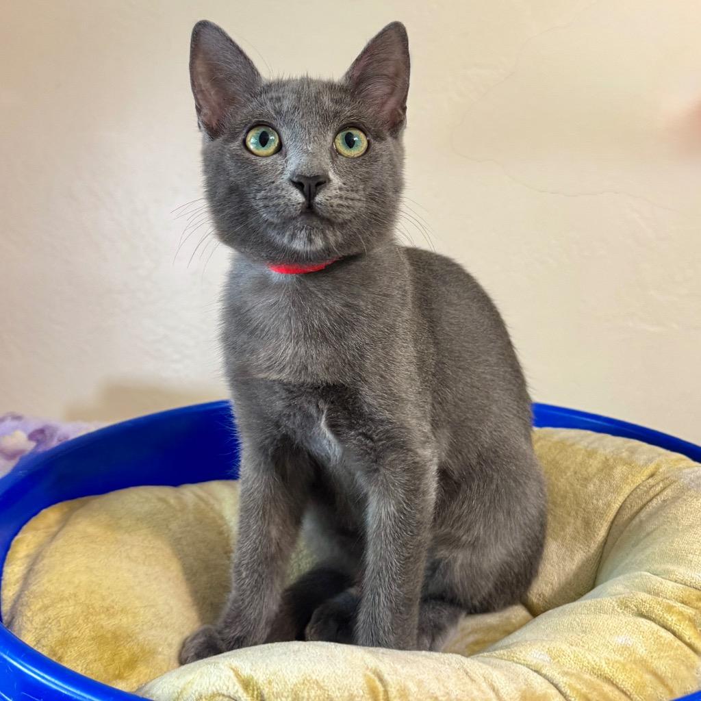 Beetle, Adoptable, Kitten Female Domestic Short Hair.