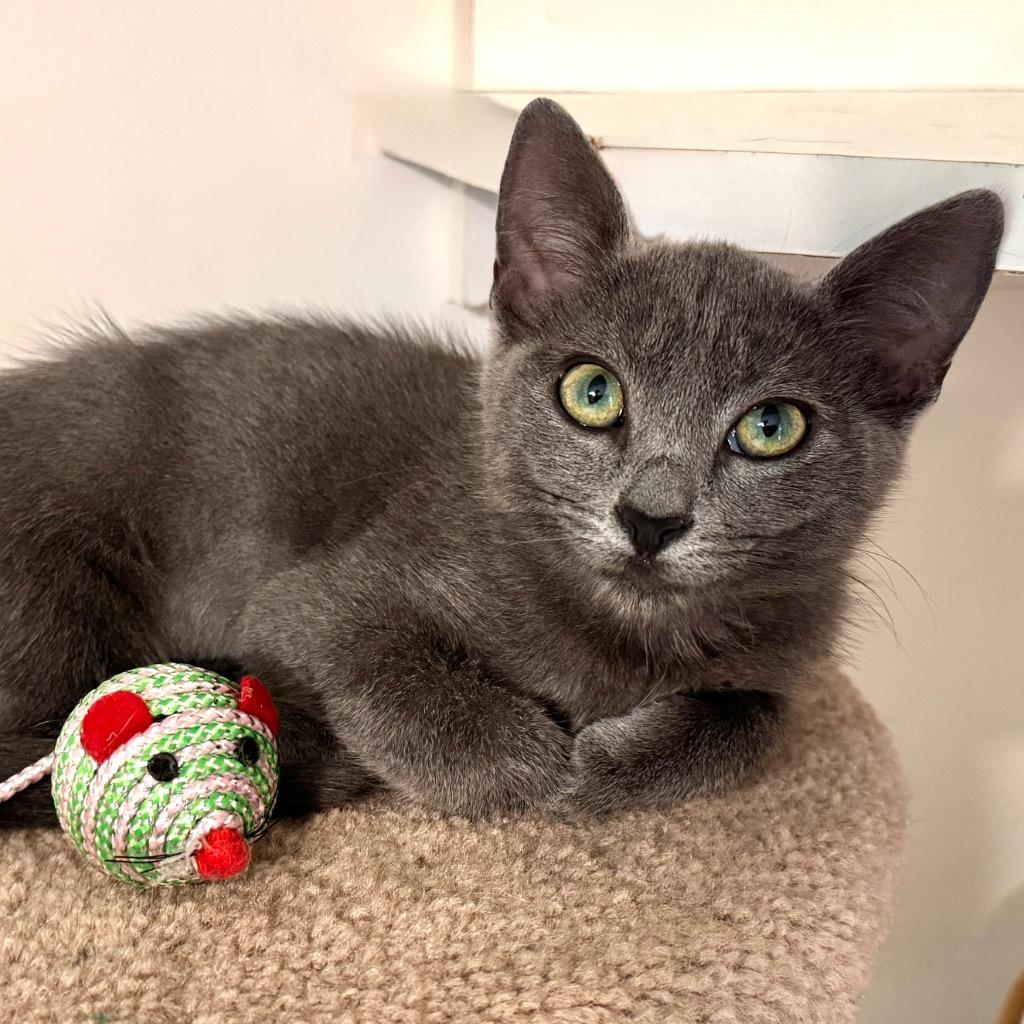 Enlarge Beetle, a Adoptable mixed breed in Cambria, CA image 3/6
