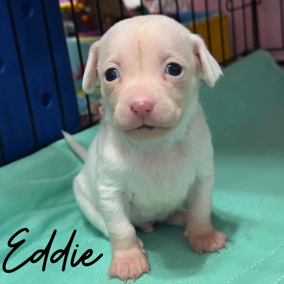 Enlarge Eddie, a Adoptable Mixed Breed in Berlin, NJ image 1/1