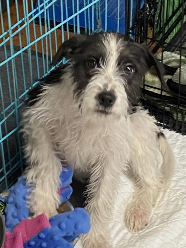 Phoebe, Adoptable, Adult Female Cairn Terrier & Terrier.