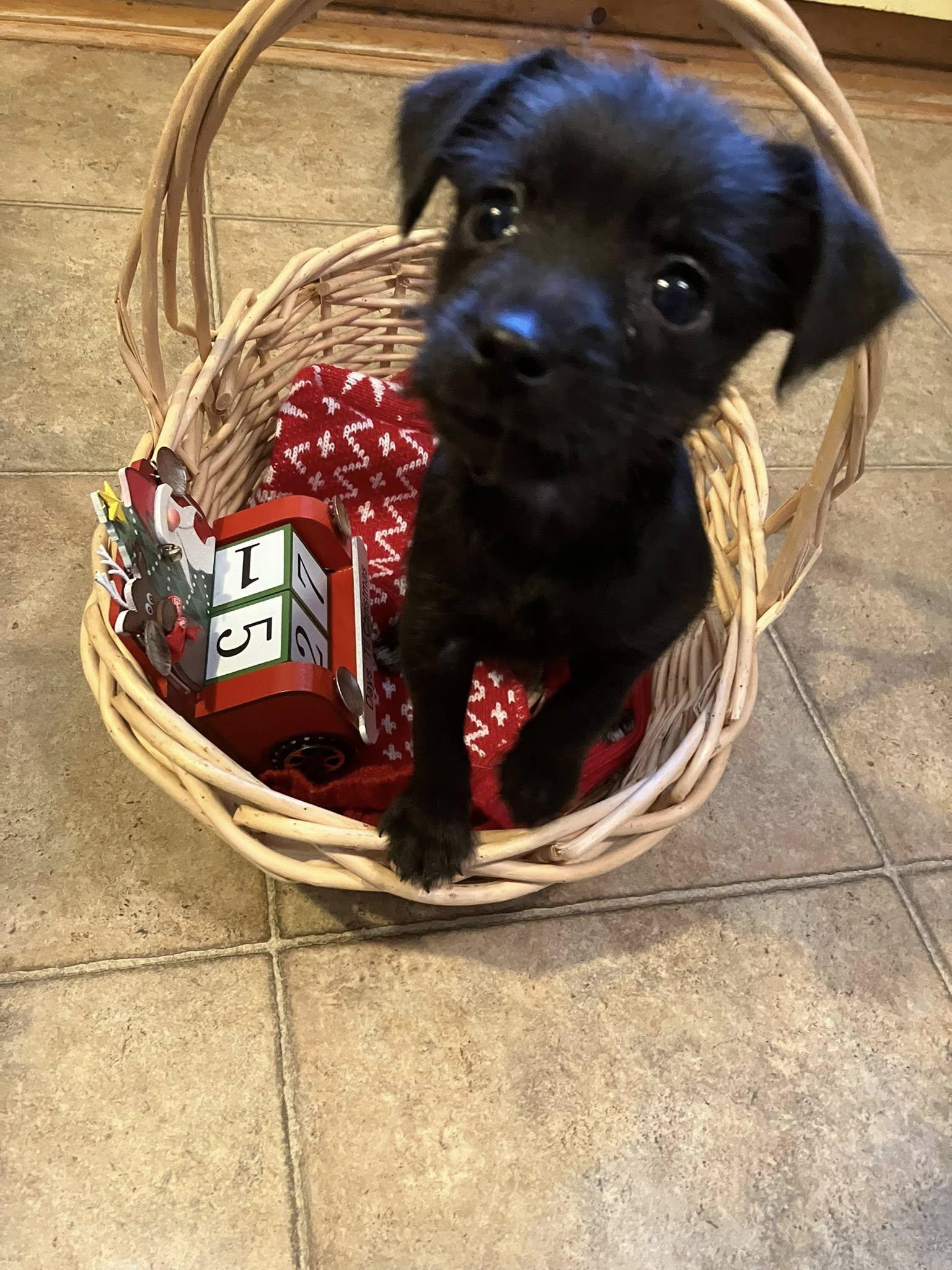 Baby girl Qhinn, Adoptable, Puppy Female Miniature Schnauzer & Chihuahua.