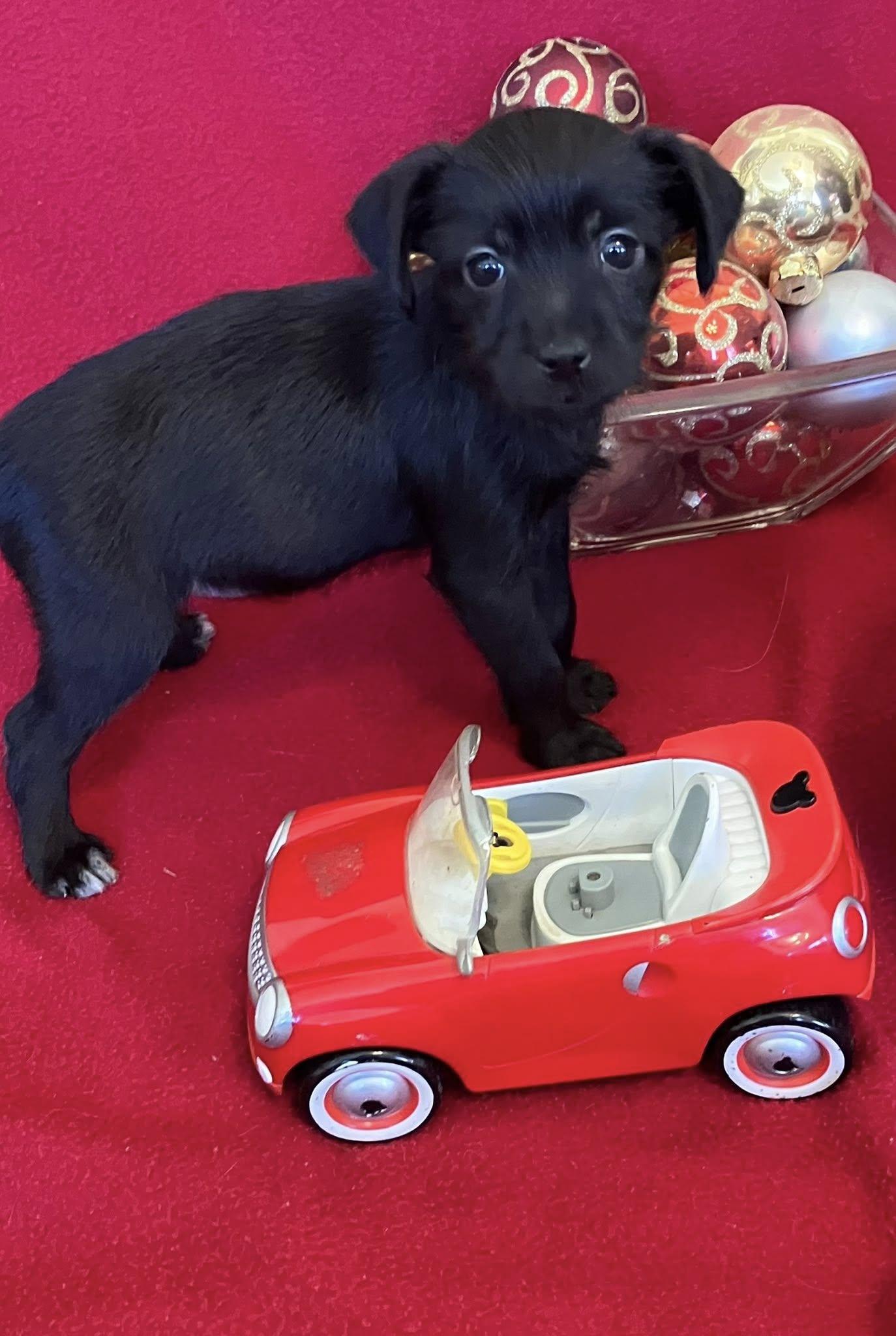 Enlarge Baby girl Qhinn, a Adoptable mixed breed in Marlton, NJ image 2/3