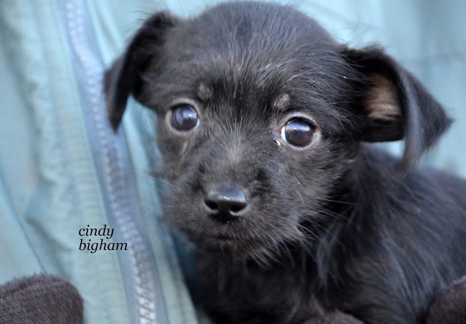 Enlarge Baby girl Qhinn, a Adoptable mixed breed in Marlton, NJ image 3/3