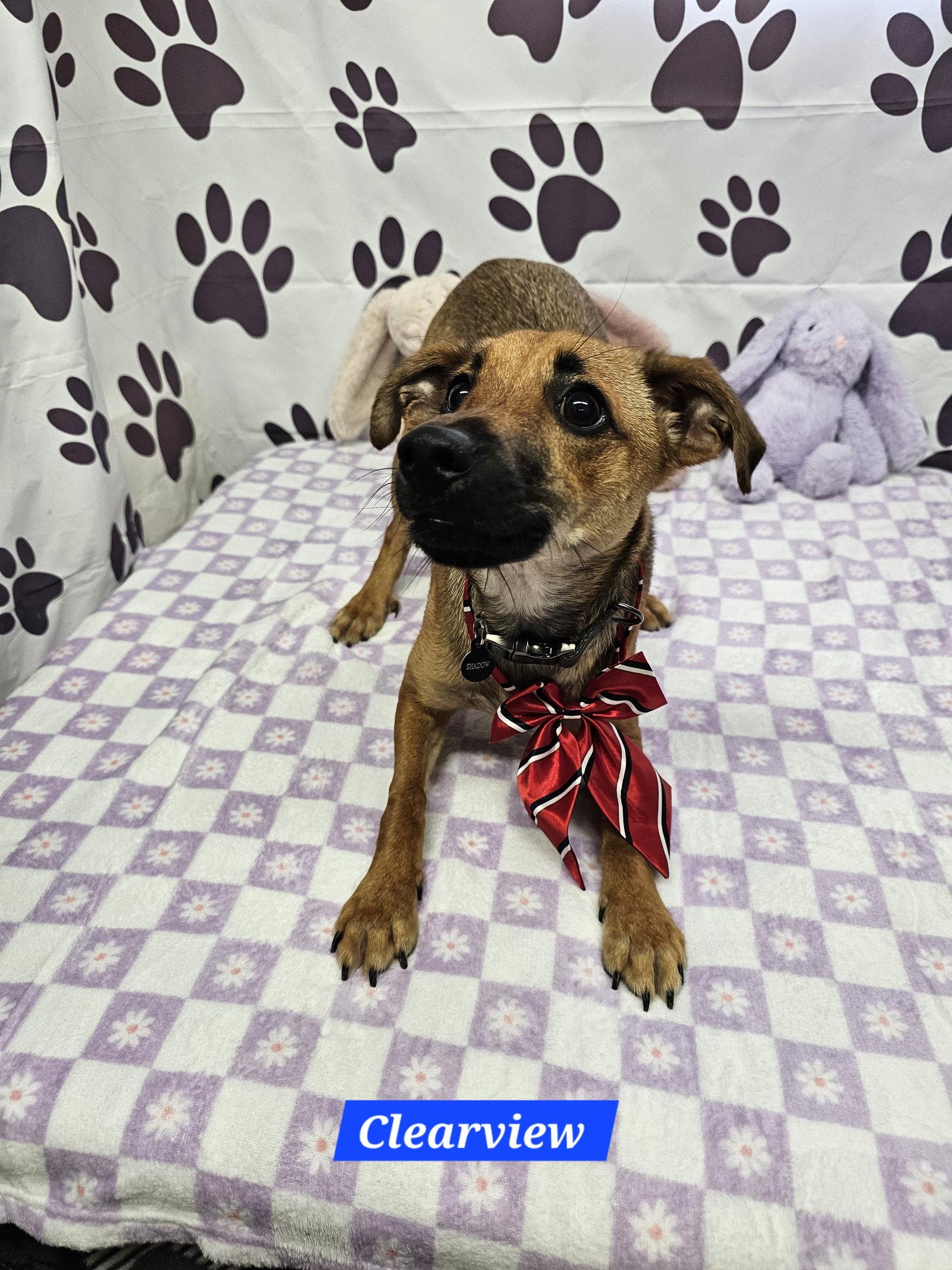 Clearview, Adoptable, Young Male Rat Terrier & Dachshund.