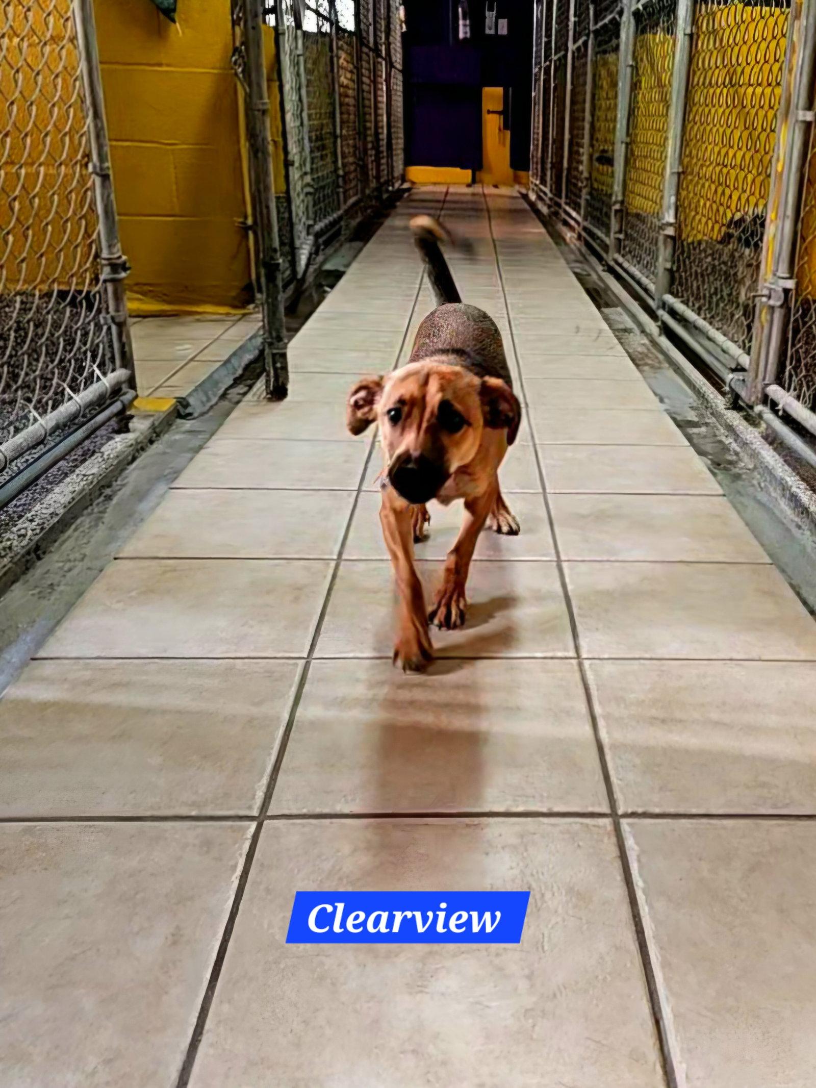 Clearview, a Adoptable mixed breed in Metairie, LA image 2/2