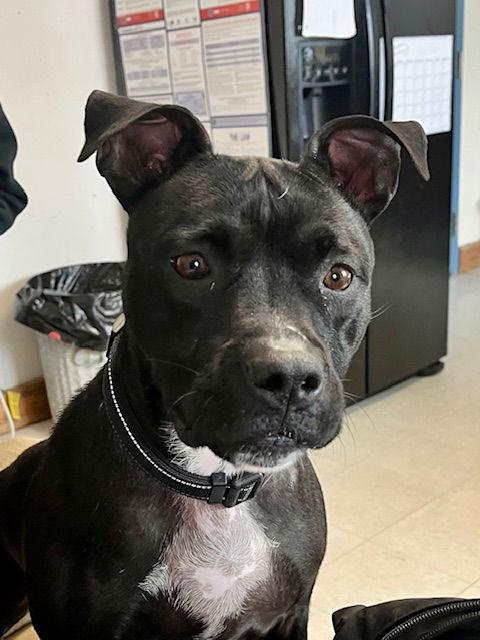 Kwe, Adoptable, Adult Female Pit Bull Terrier.