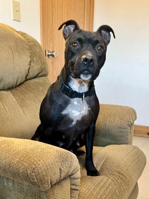 Kwe, a Adoptable Pit Bull Terrier in Webster, WI image 2/3