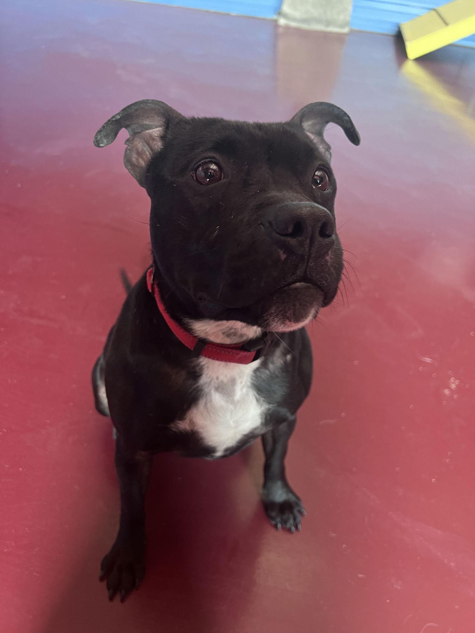 Kwe, Adoptable, Adult Female Pit Bull Terrier.