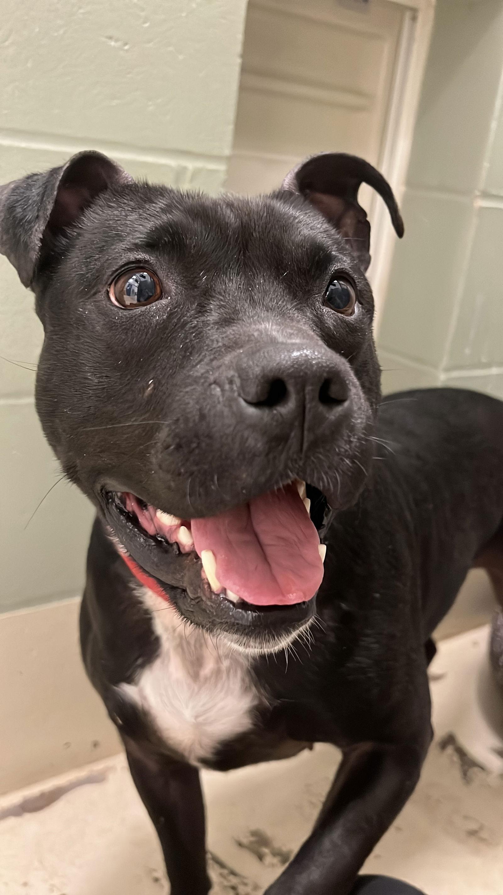 Kwe, Adoptable, Adult Female Pit Bull Terrier.