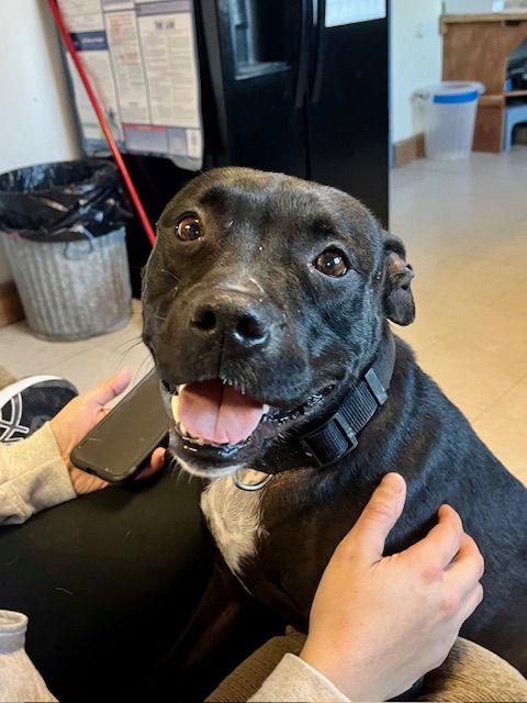 Kwe, a Adoptable Pit Bull Terrier in Webster, WI image 3/3