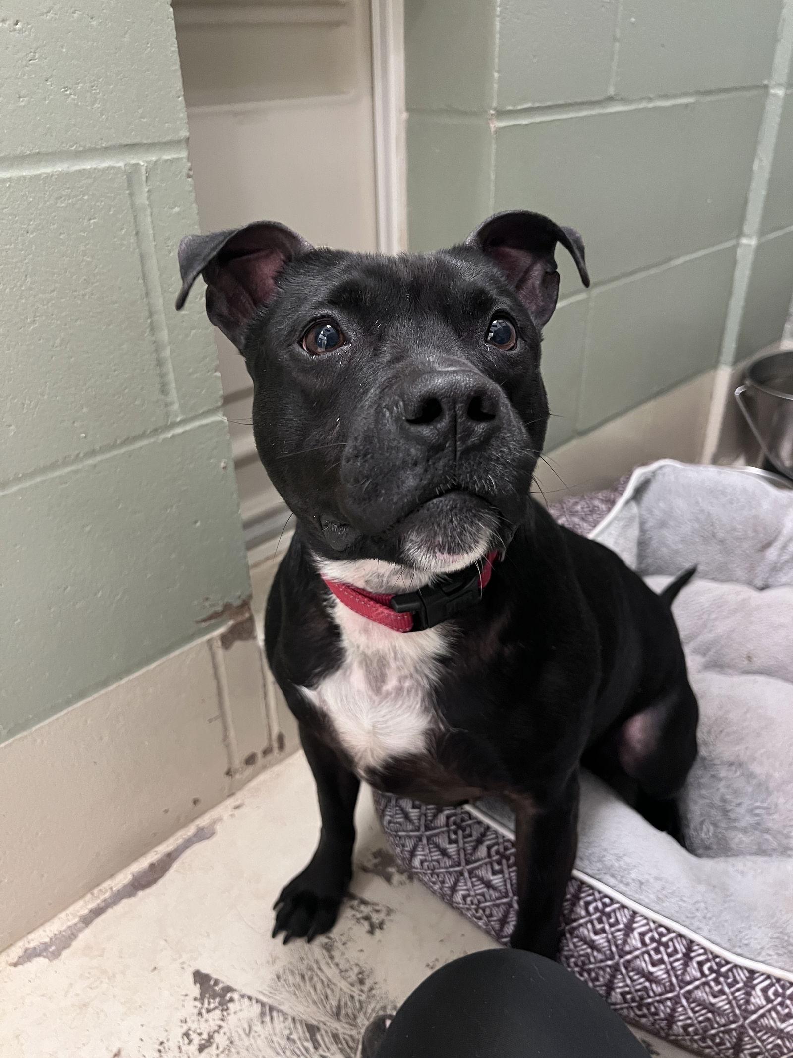 Enlarge Kwe, a Adoptable Pit Bull Terrier in Webster, WI image 2/3