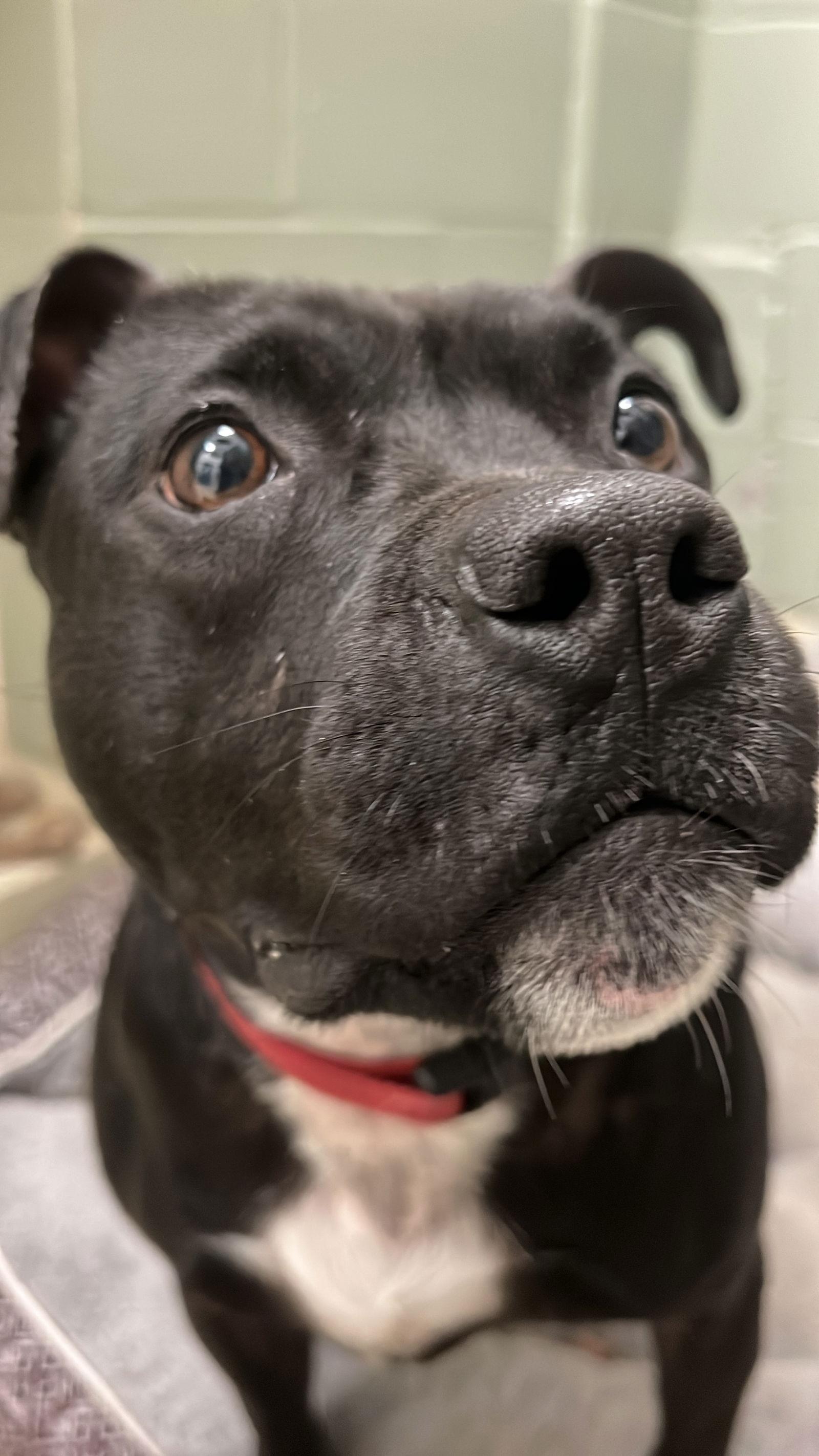 Enlarge Kwe, a Adoptable Pit Bull Terrier in Webster, WI image 3/3