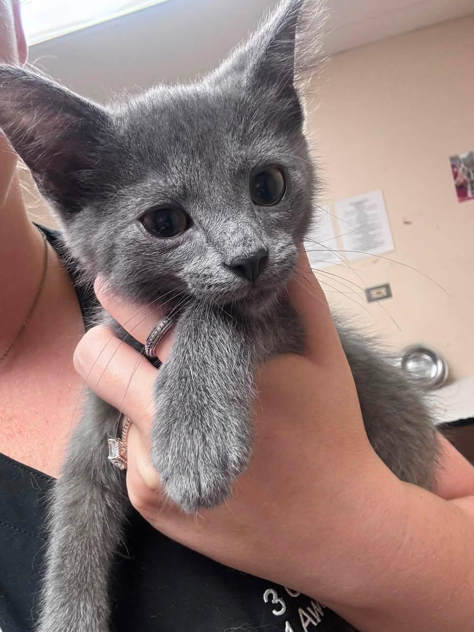 Biscuits, adopted, Kitten Male Domestic Short Hair.