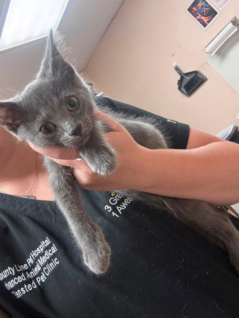 Enlarge Biscuits, an adopted Domestic Short Hair in Steger, IL image 2/2