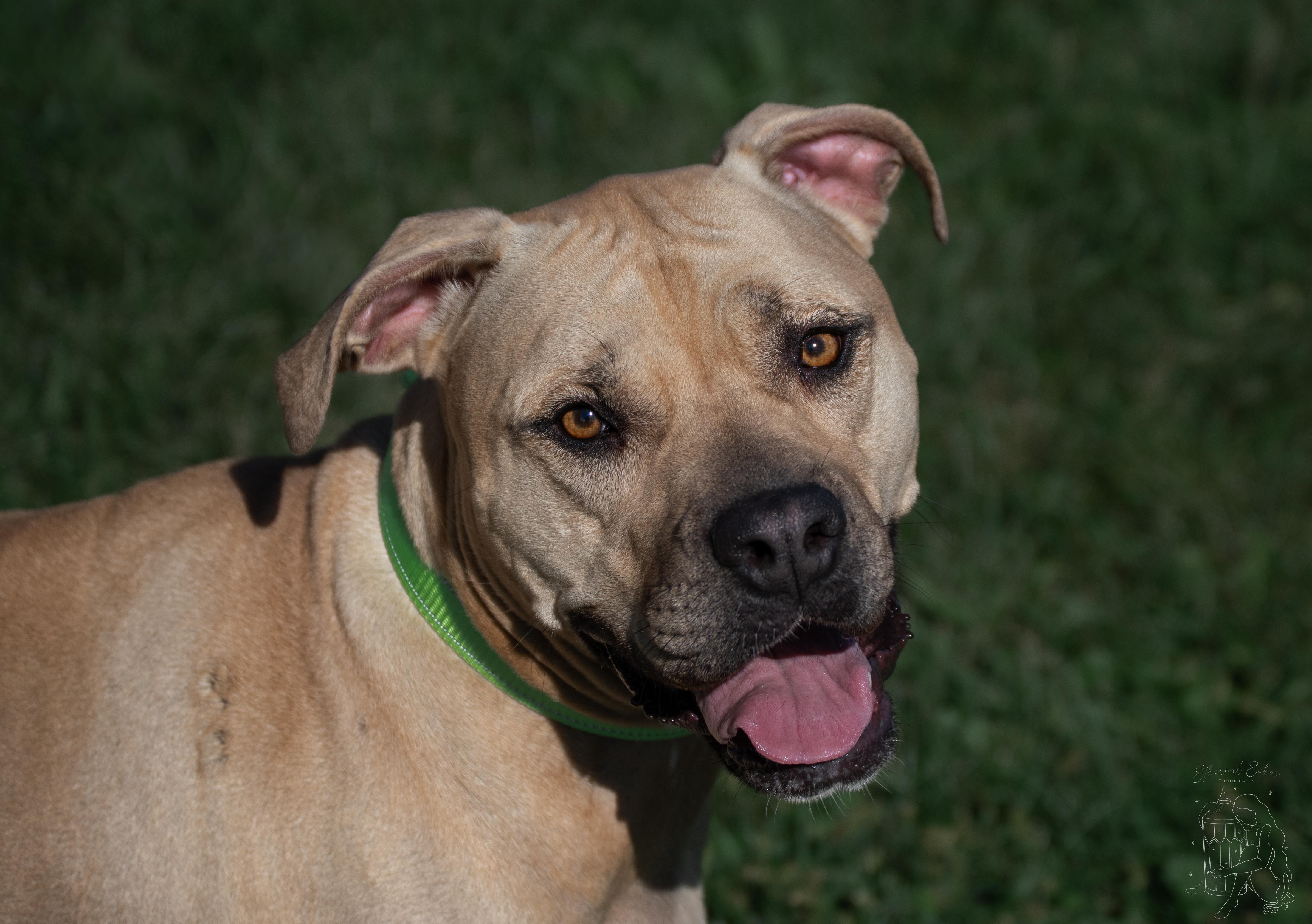 Jenny, Adoptable, Adult Female Mixed Breed.