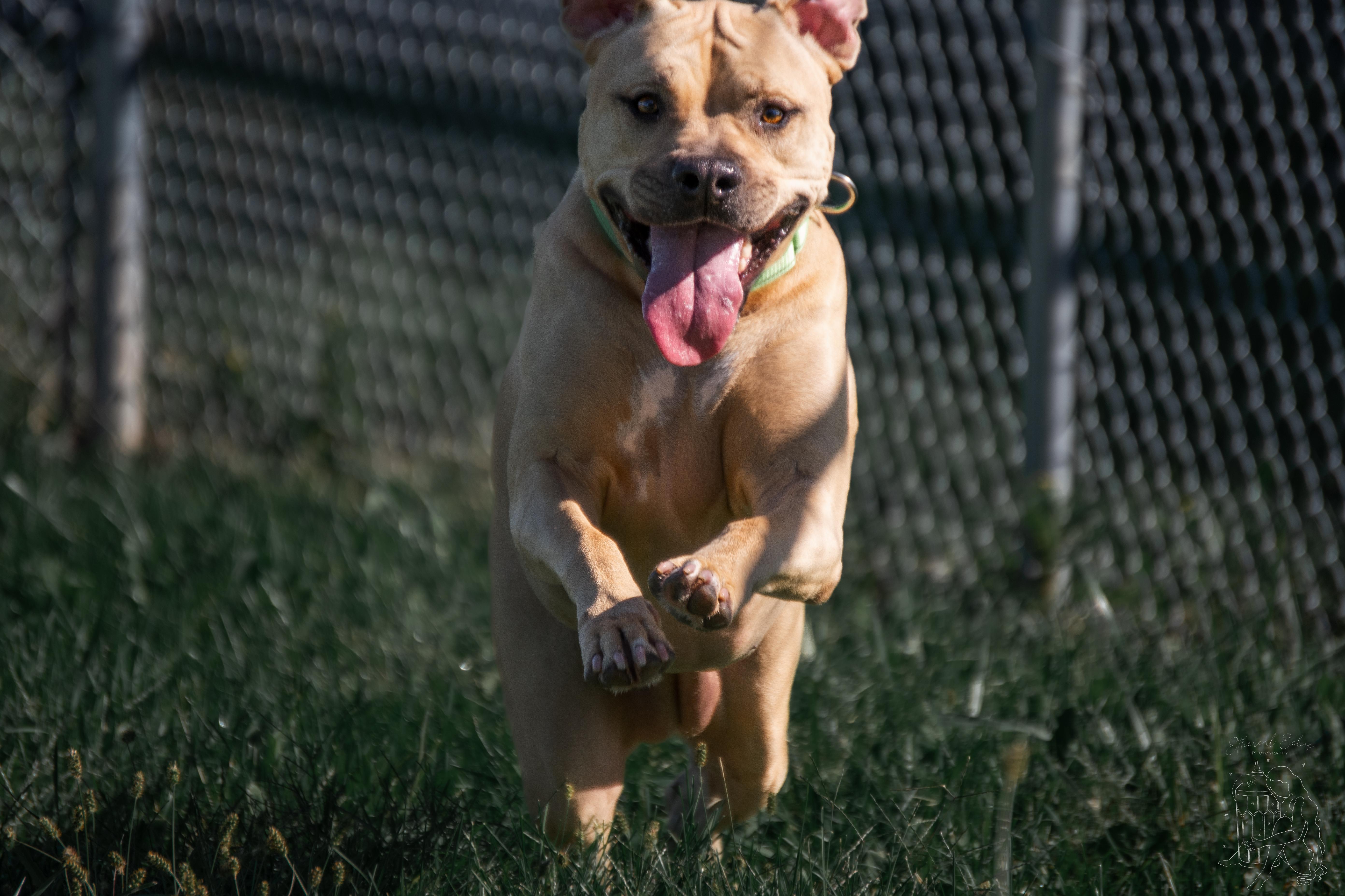 Jenny, a Adoptable mixed breed in Winchester, KY image 2/6