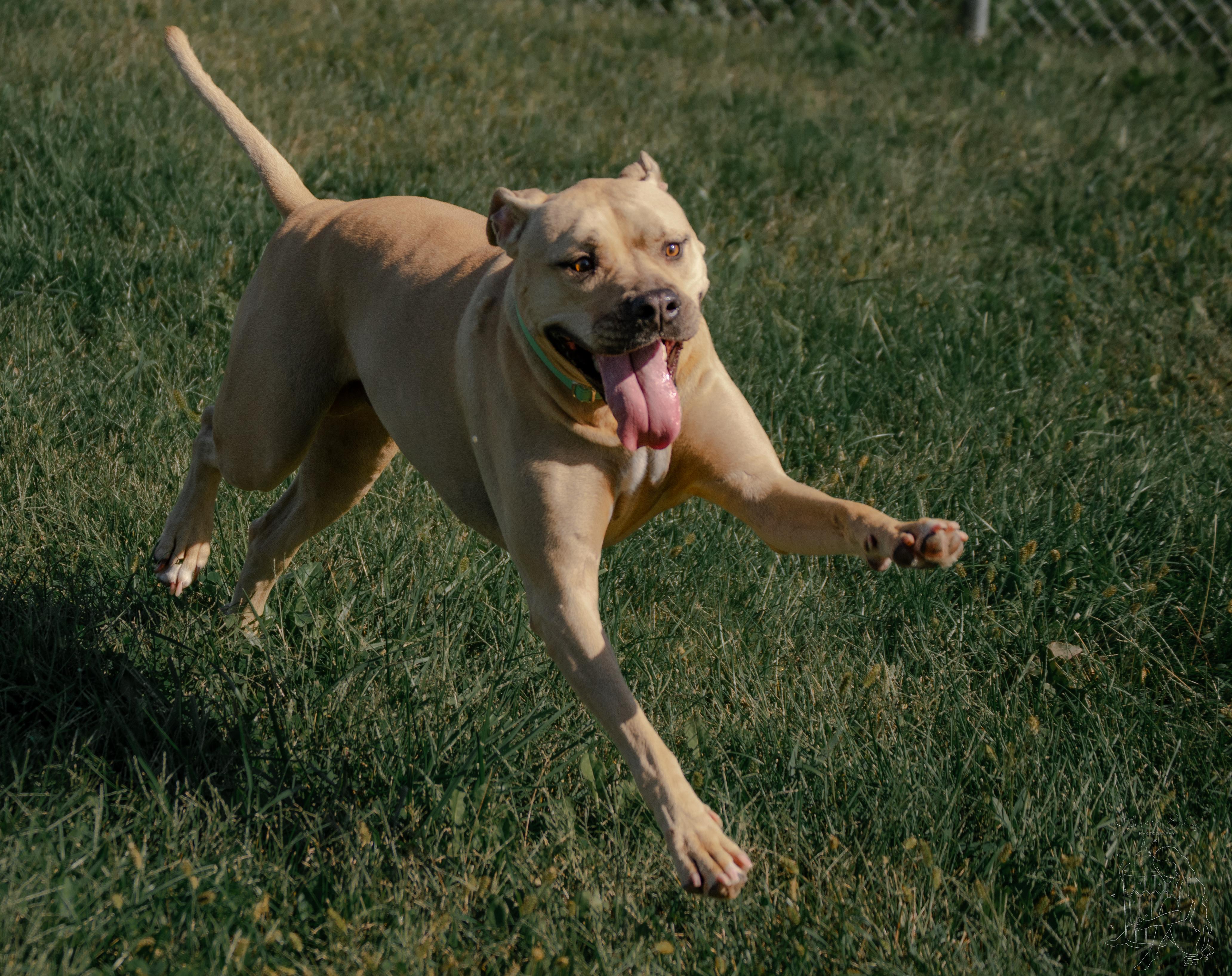 Jenny, a Adoptable mixed breed in Winchester, KY image 3/6