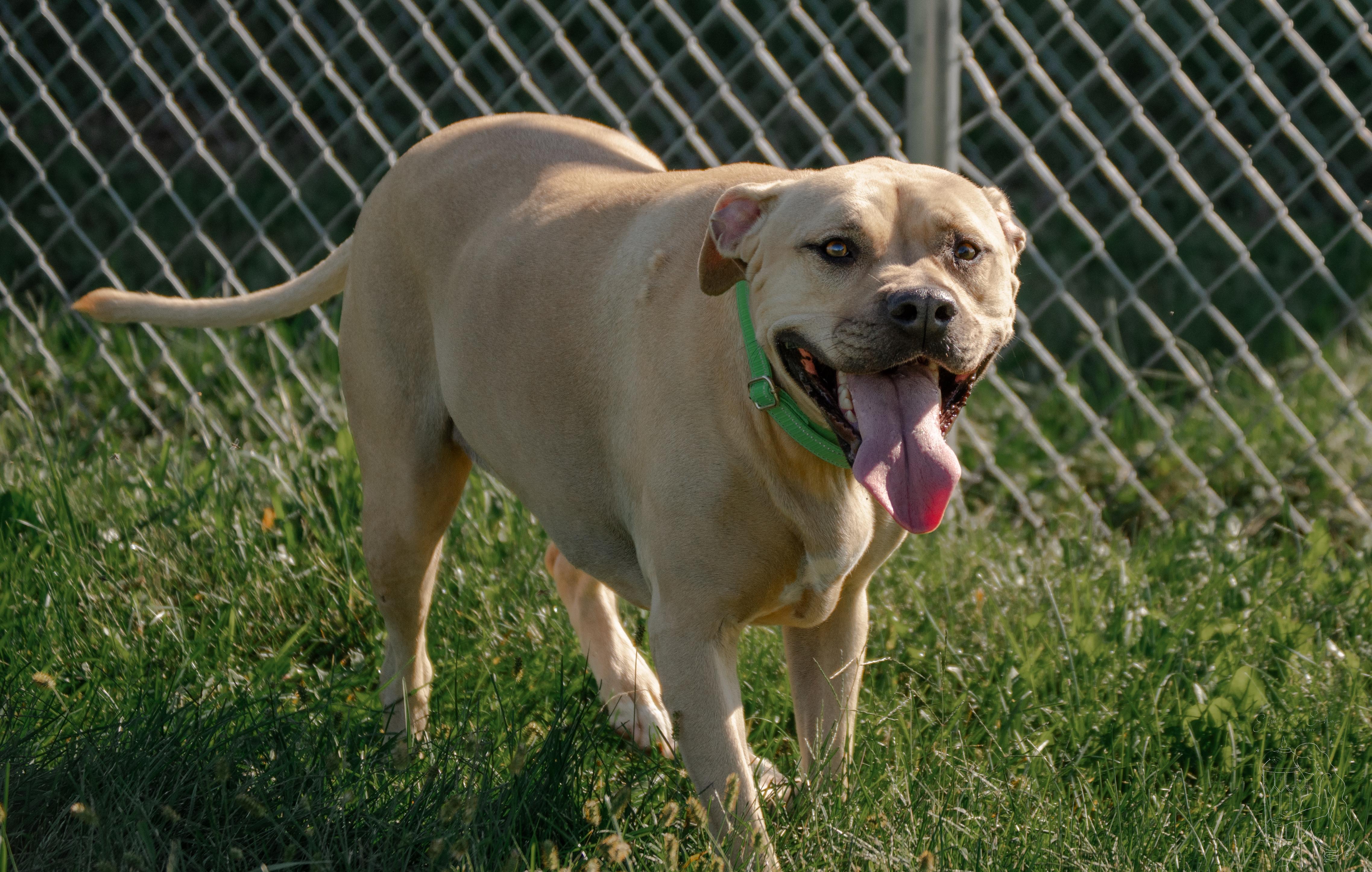 Jenny, a Adoptable mixed breed in Winchester, KY image 4/6