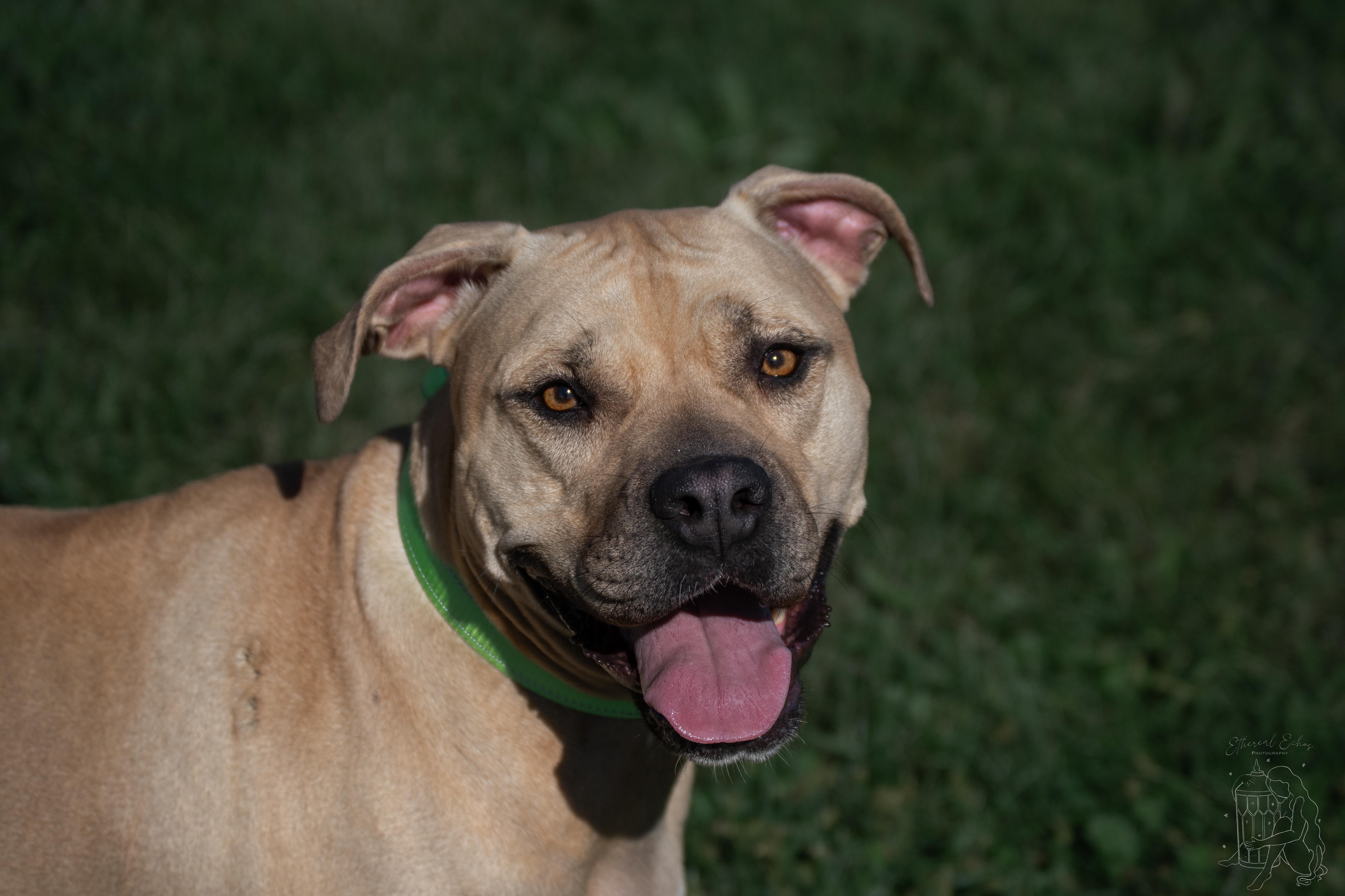 Jenny, a Adoptable mixed breed in Winchester, KY image 5/6