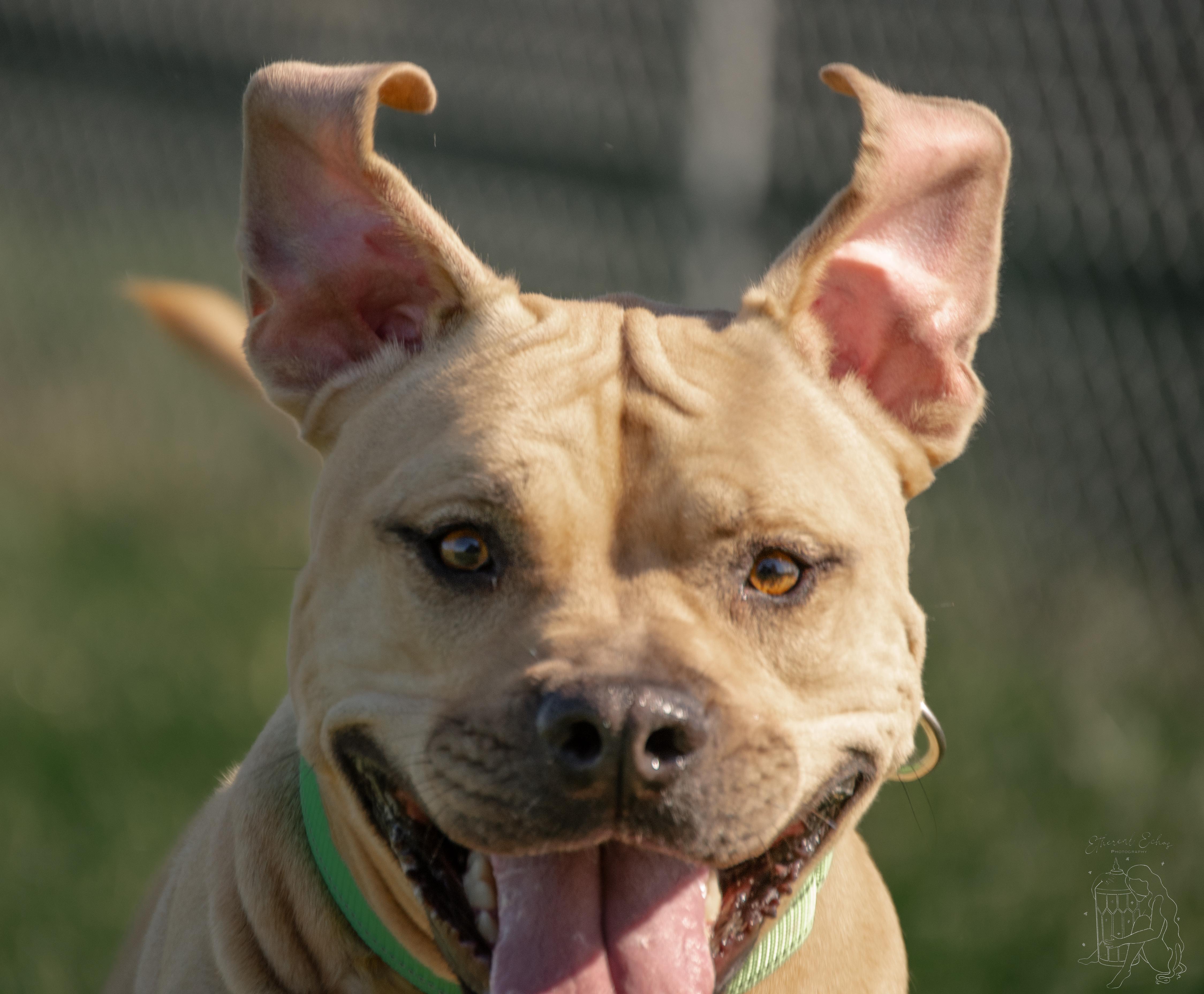 Jenny, a Adoptable mixed breed in Winchester, KY image 6/6