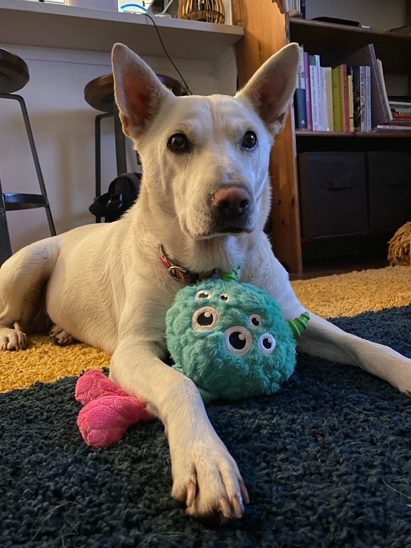 Aurora, a Adoptable mixed breed in Austin, TX image 1/4