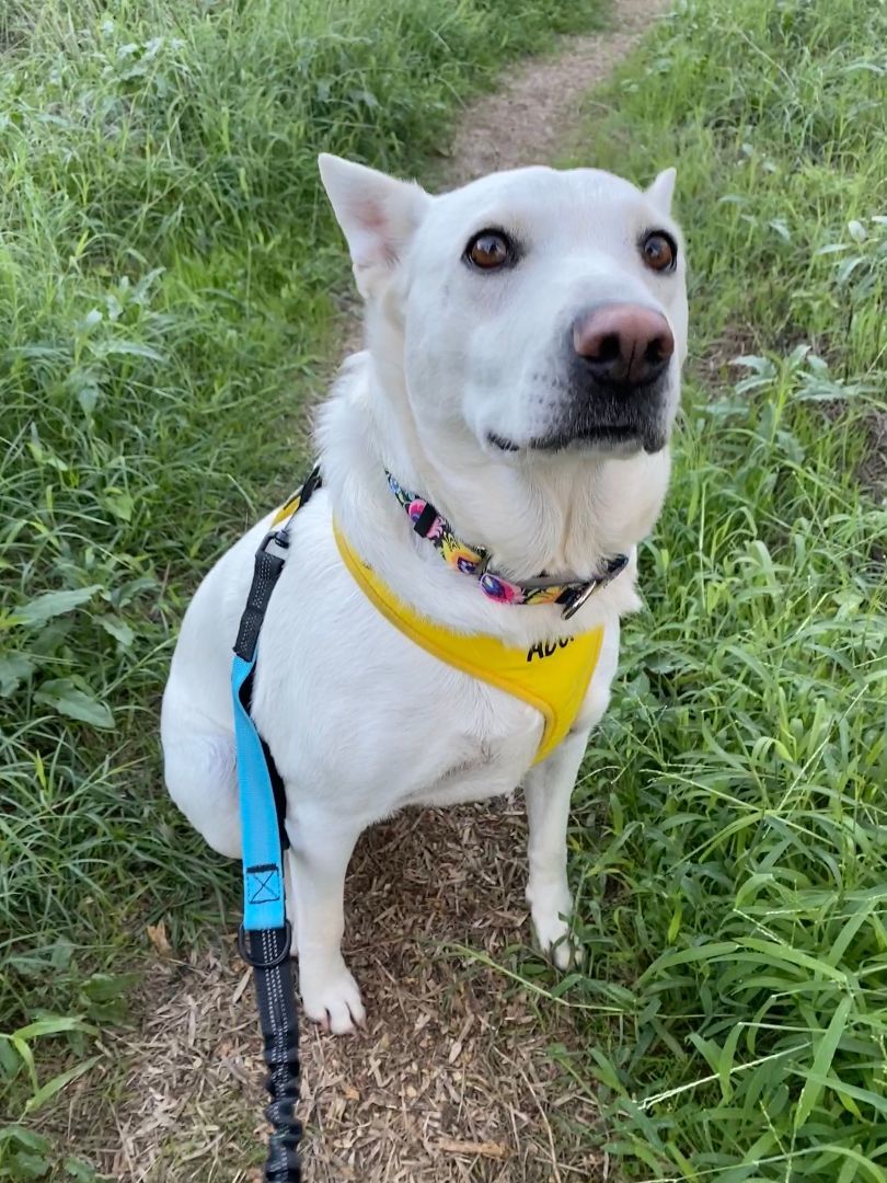 Aurora, a Adoptable mixed breed in Austin, TX image 3/4