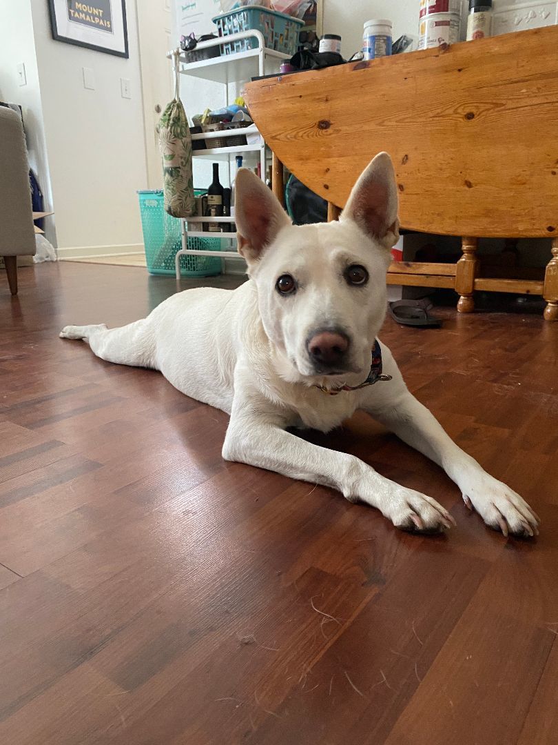 Aurora, a Adoptable mixed breed in Austin, TX image 4/4