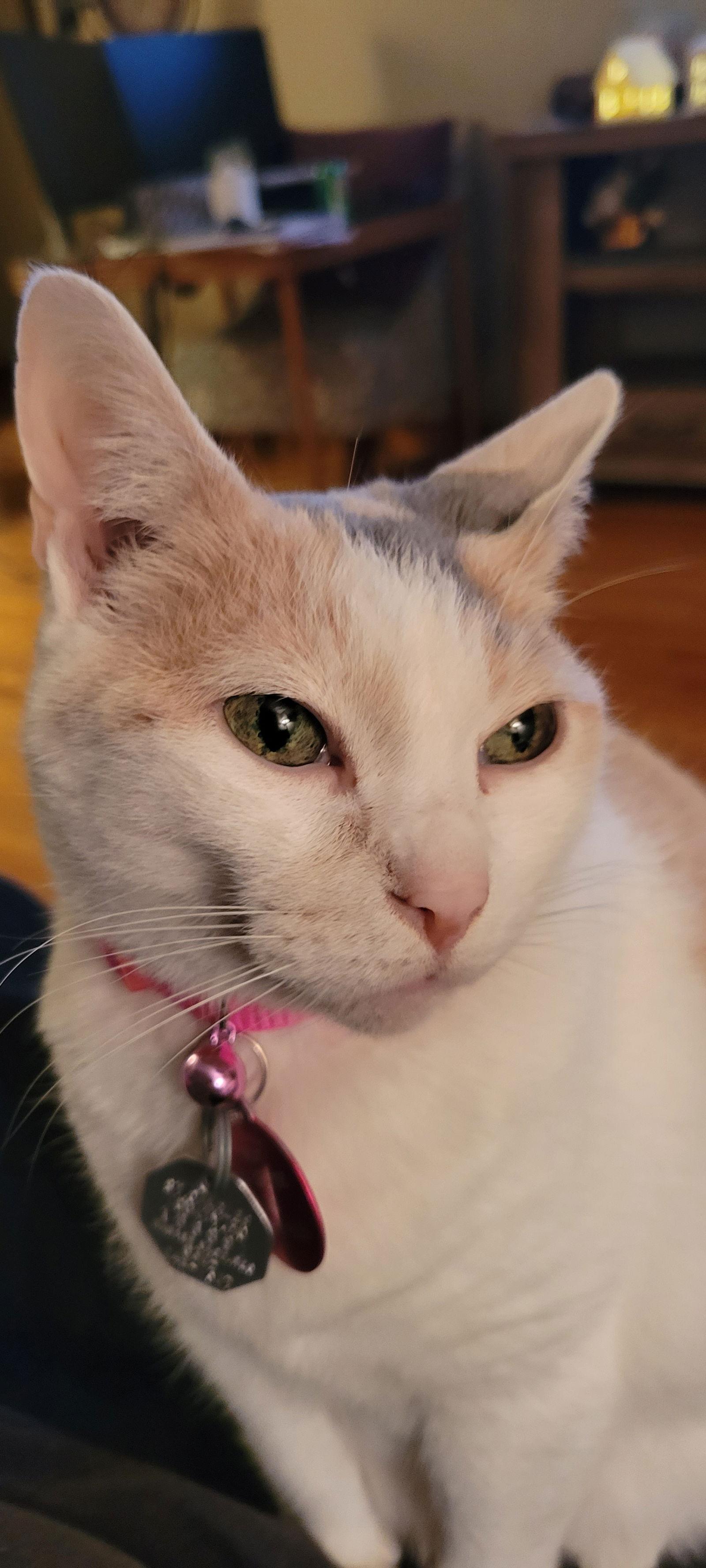 Rose & Angel, Adoptable, Adult Female Domestic Short Hair.