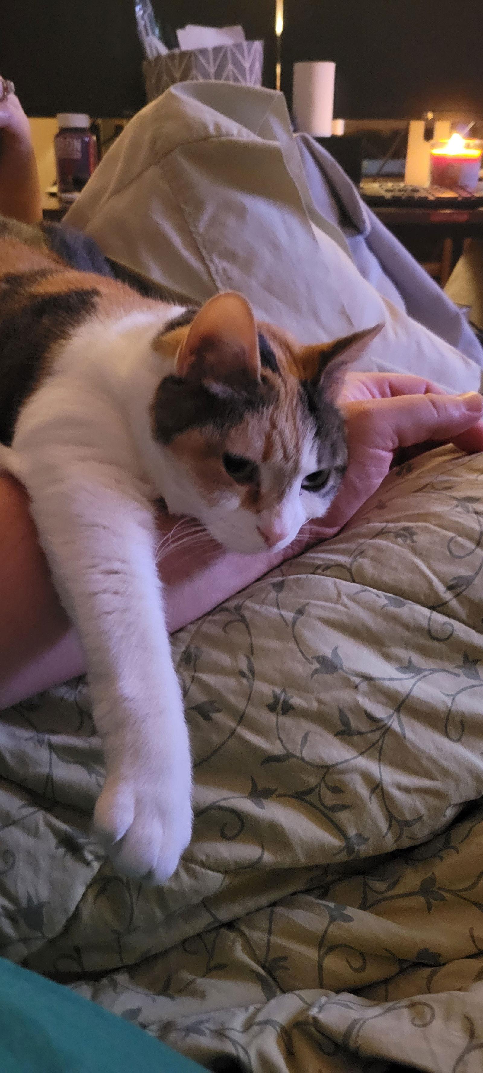 Rose & Angel, a Adoptable Domestic Short Hair in Eureka, MO image 2/3